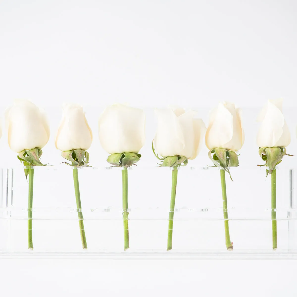 12 Rosebox Single Row