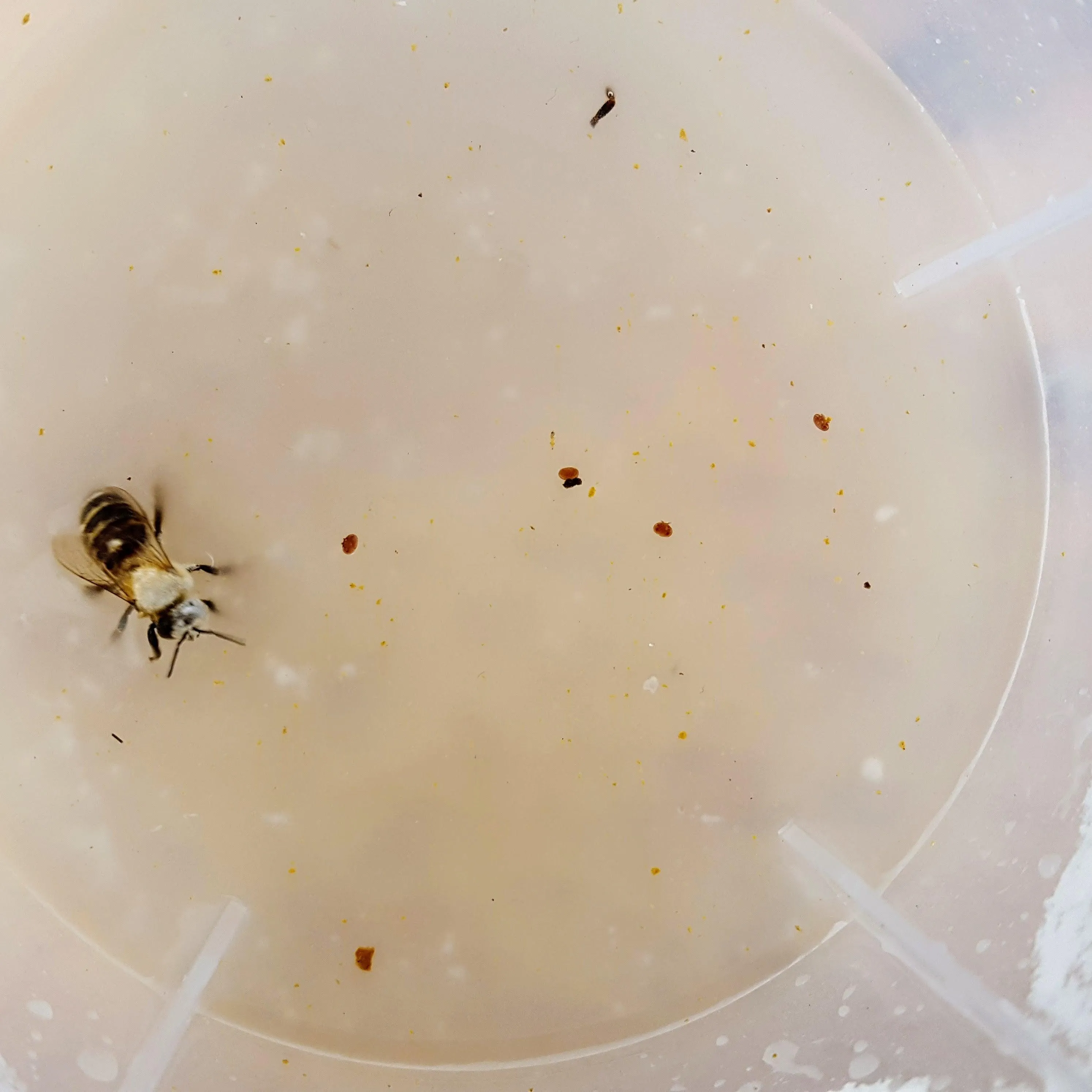 Varroa Easy Check